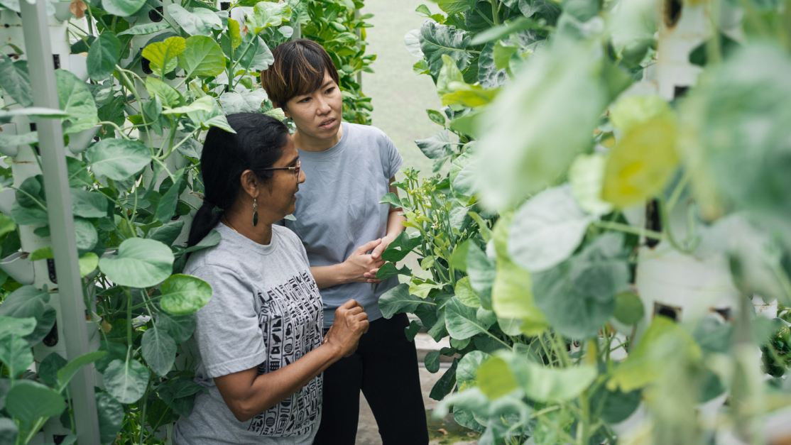 Taylor's researchers at the taylor's urban farm