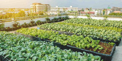 Farming at urban area