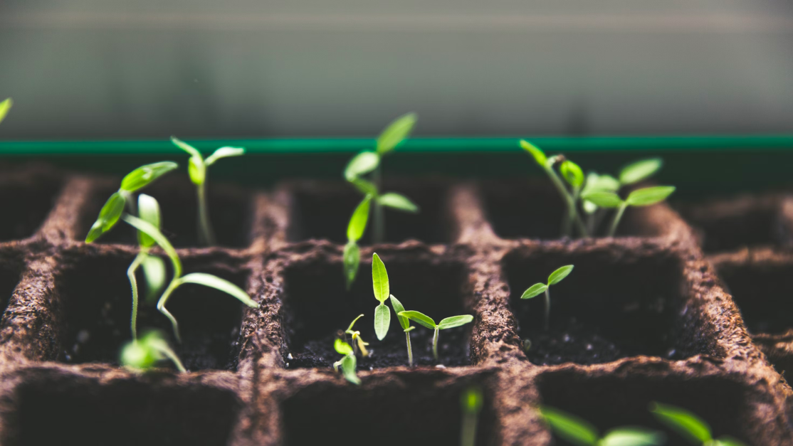 Seedlings growing