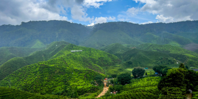 Lush Mountains