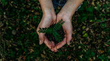 hand holding plant