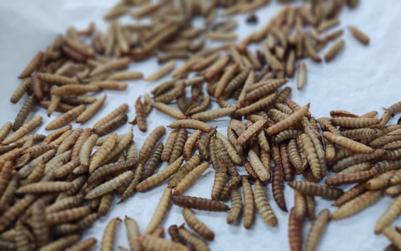 Black Soldier Fly Larvae