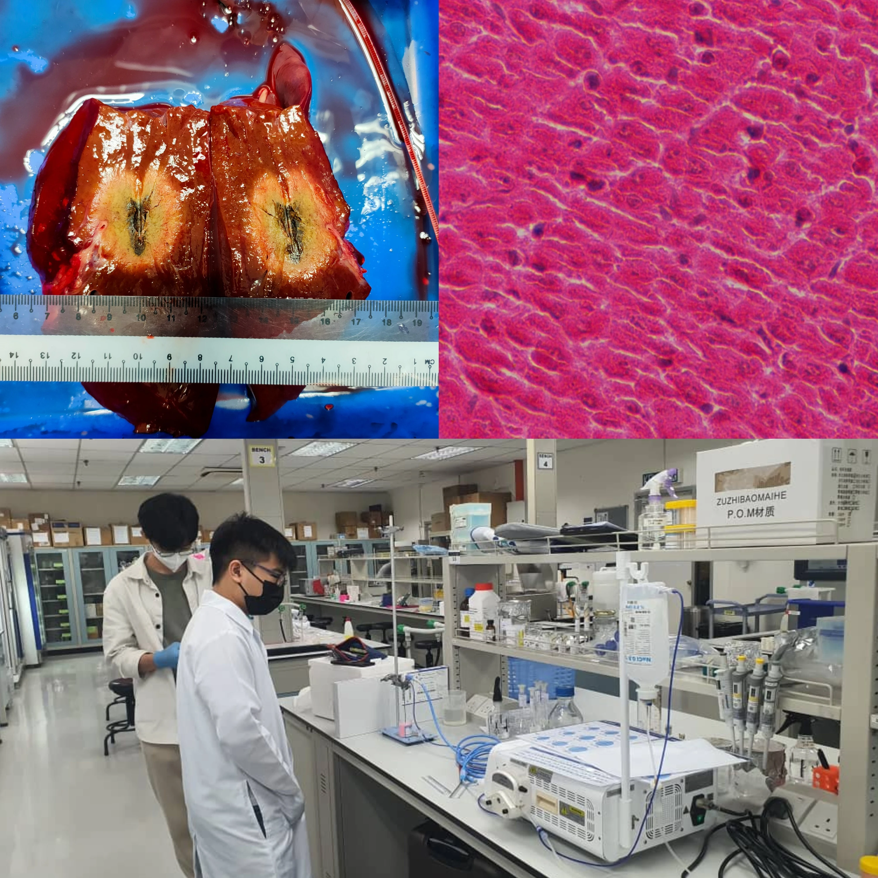 Research output from Taylor's Impact Labs