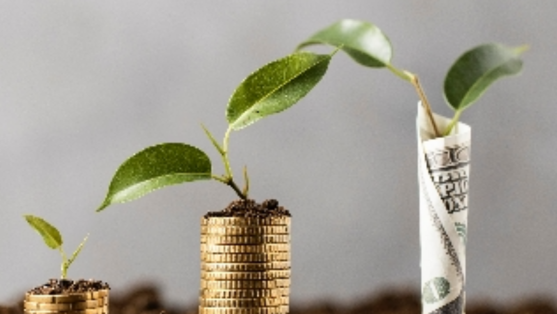 Seedling on a money