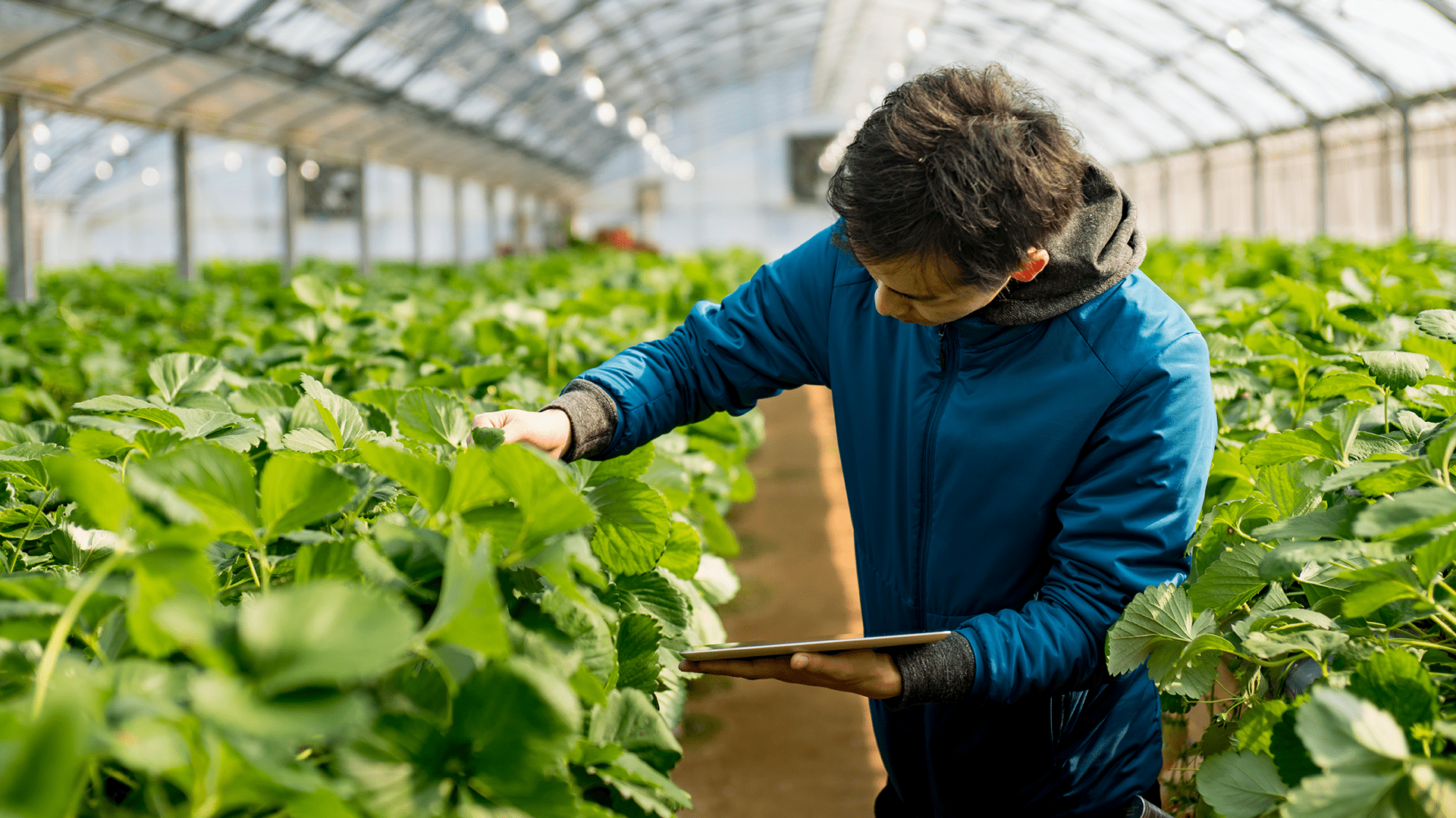 An individual attentively examining green leafy plants in a greenhouse setting, while holding a digital tablet