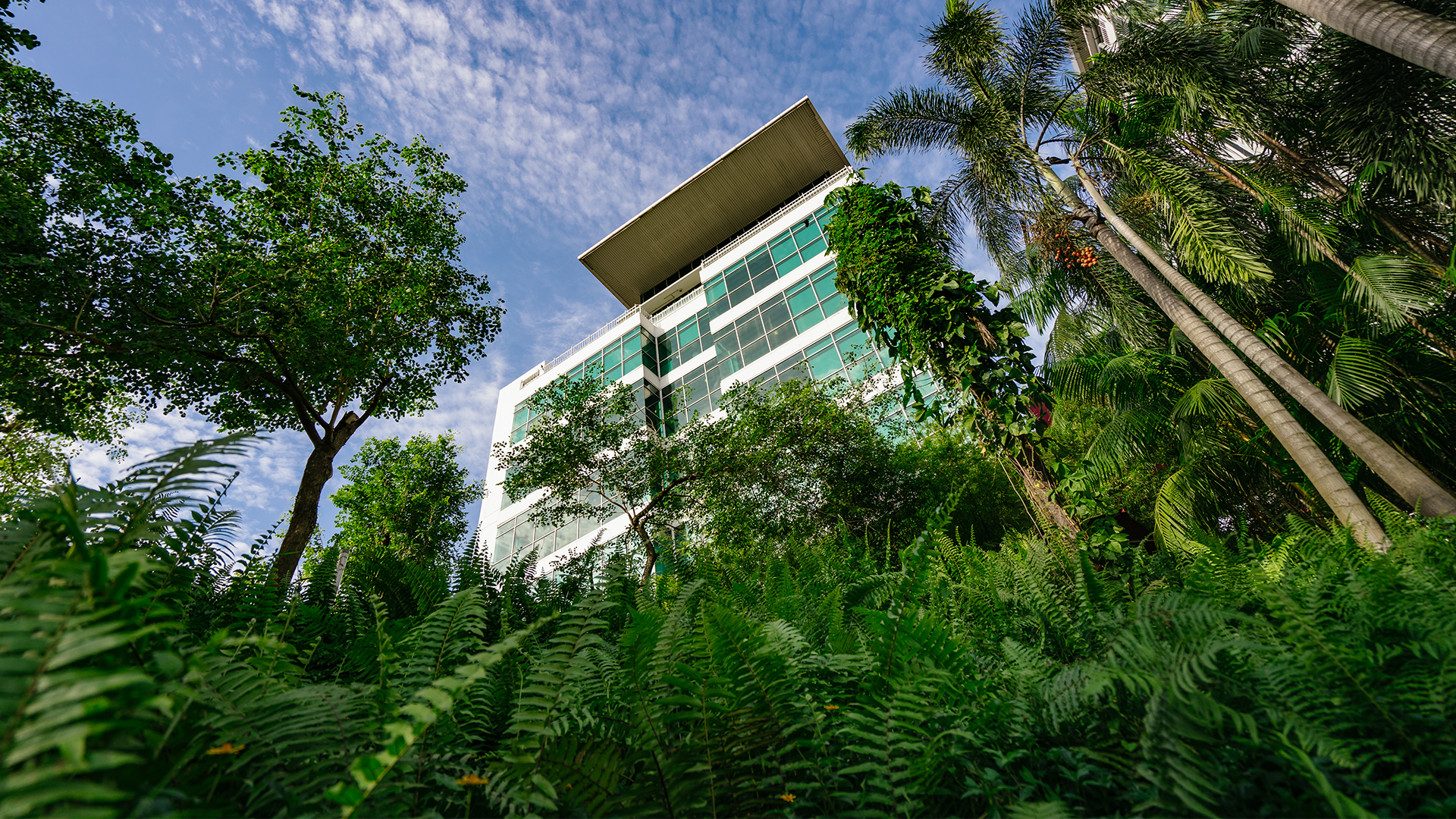 Greenery in Taylor's Lakeside Campus