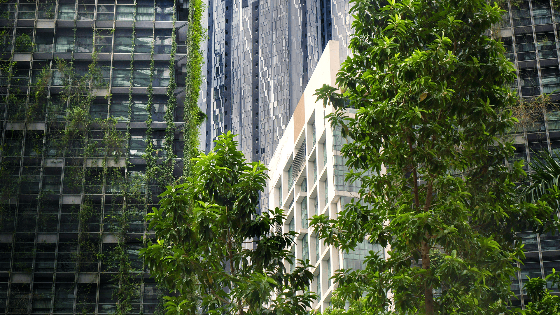 Greenery in the cities