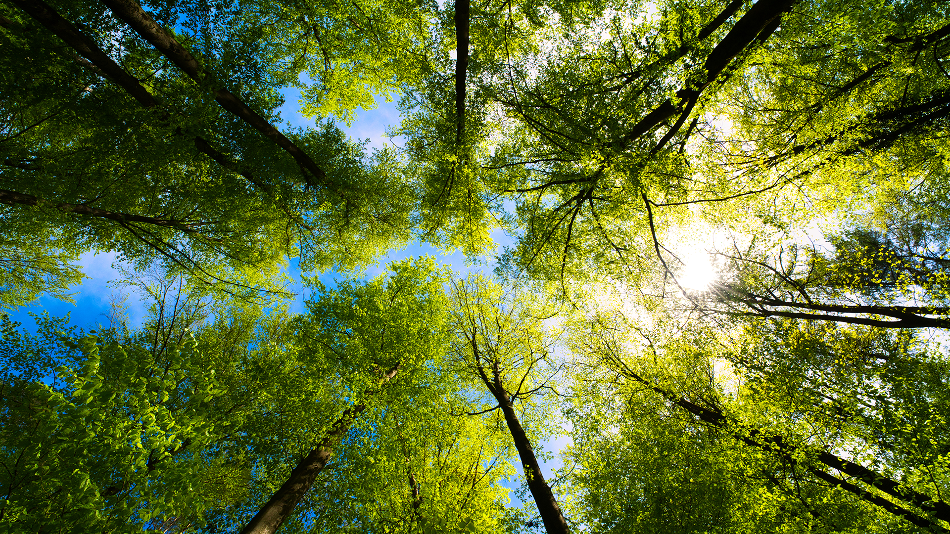 Dense forest with a blue sky