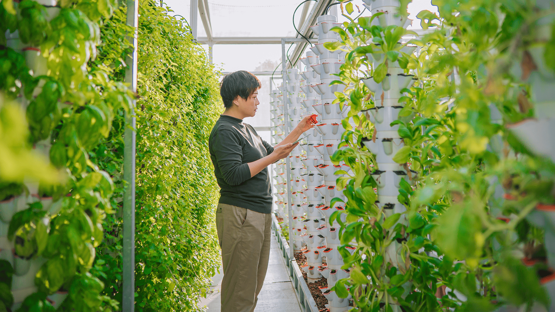 Agriculture through vertical garden