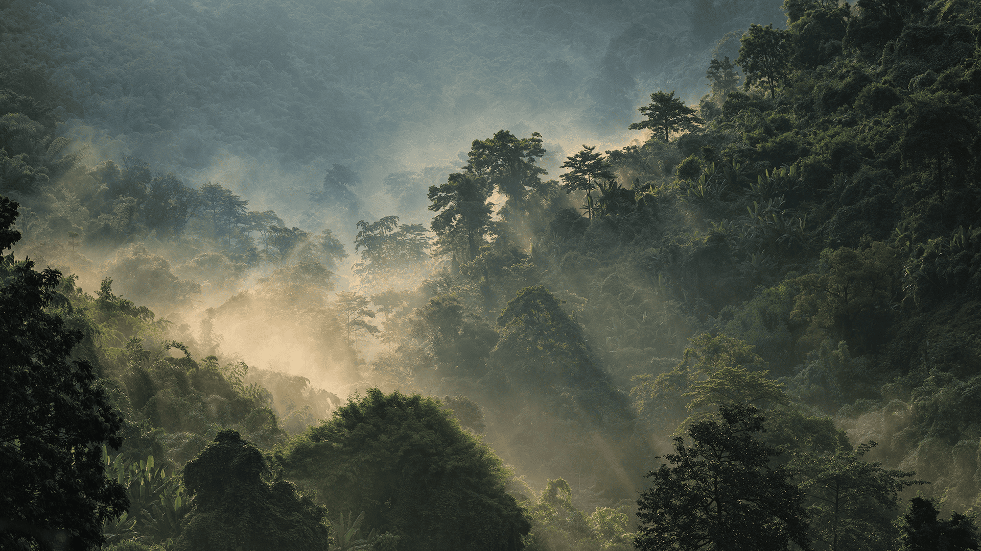 Forest in the early morning