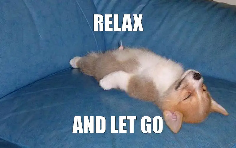 dog meme "relax and let go"