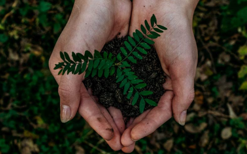 A little plant and soil in the palm of two hands