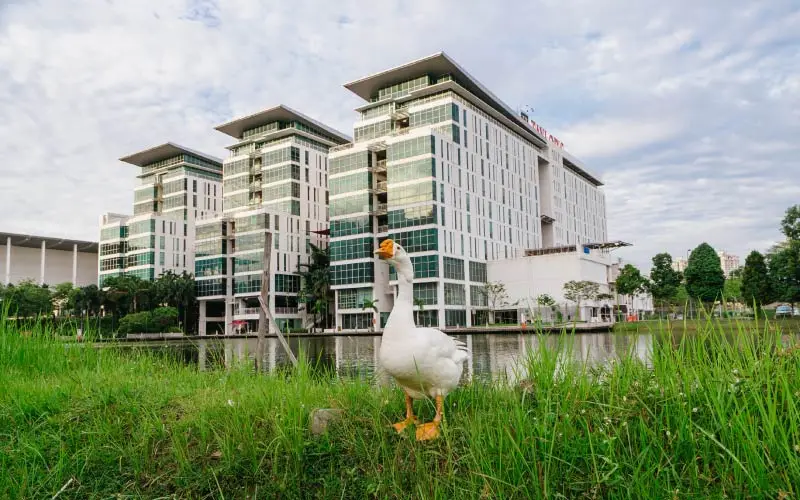 Taylor's university and a duck
