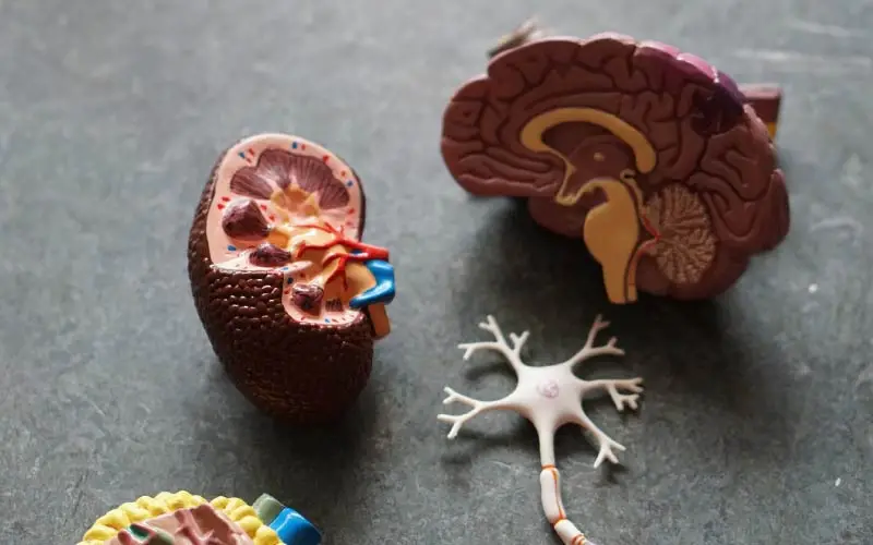 3d models of the brain and kidneys