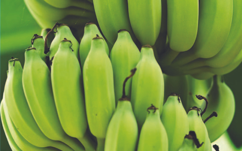 Taylors Case Study Putting the Health in Processed Food