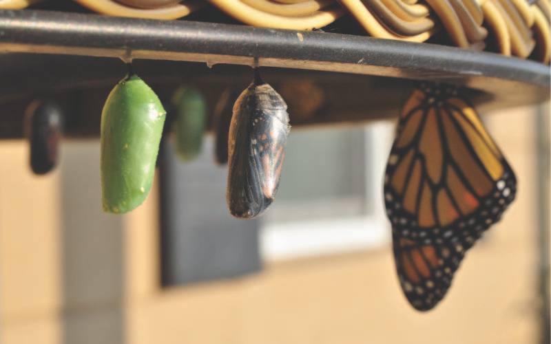 metamorphosis of butterfly