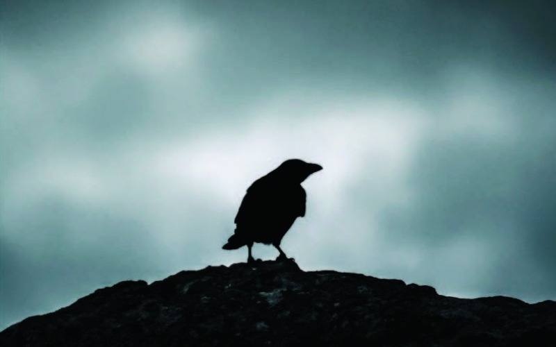 A silhouette of a crow against a dark background
