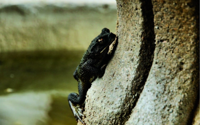 A toad clinging to the side of a tree