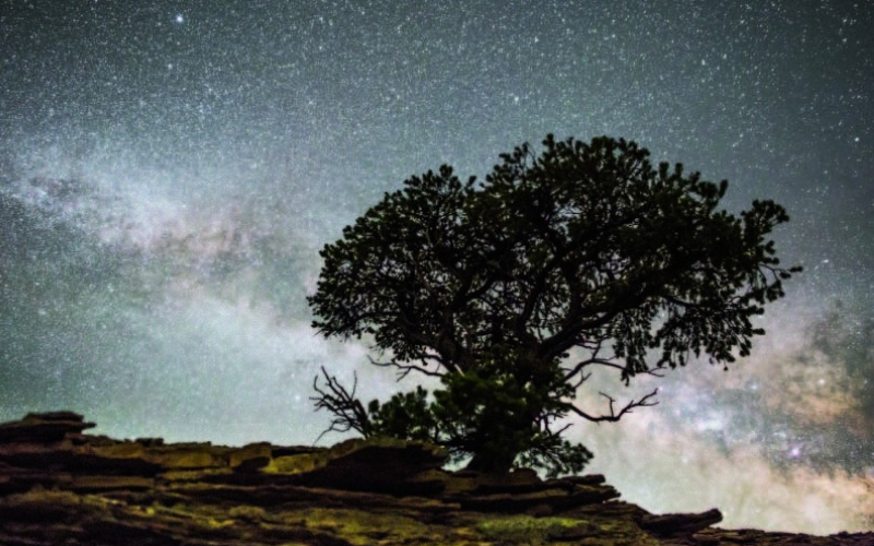 A large tree on a rocky cliff beneath the starry night sky