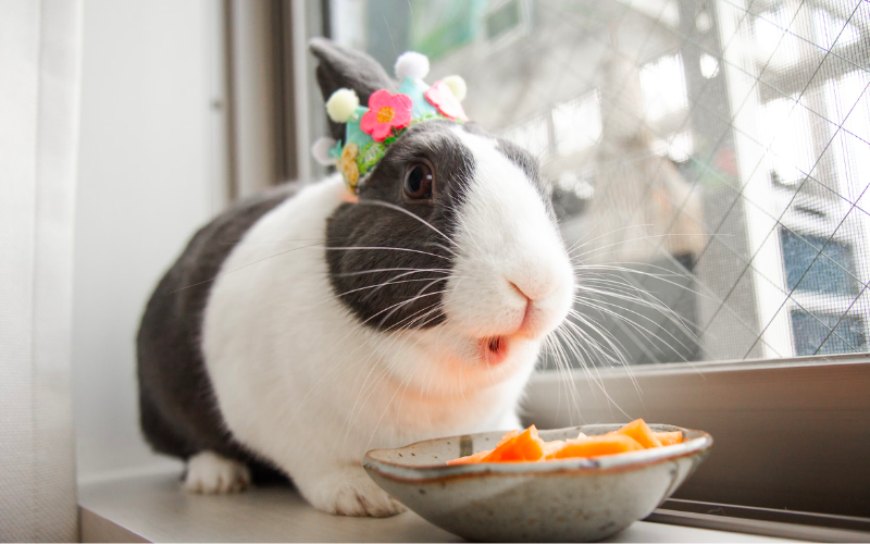 A rabbit eating some carrots