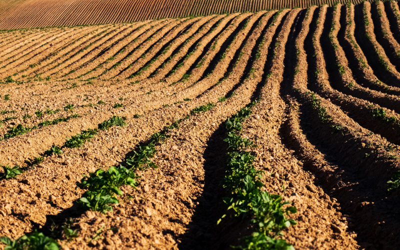Furrows in field