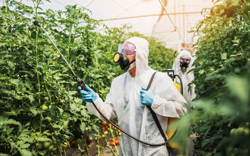Workers spraying herbicides on crops