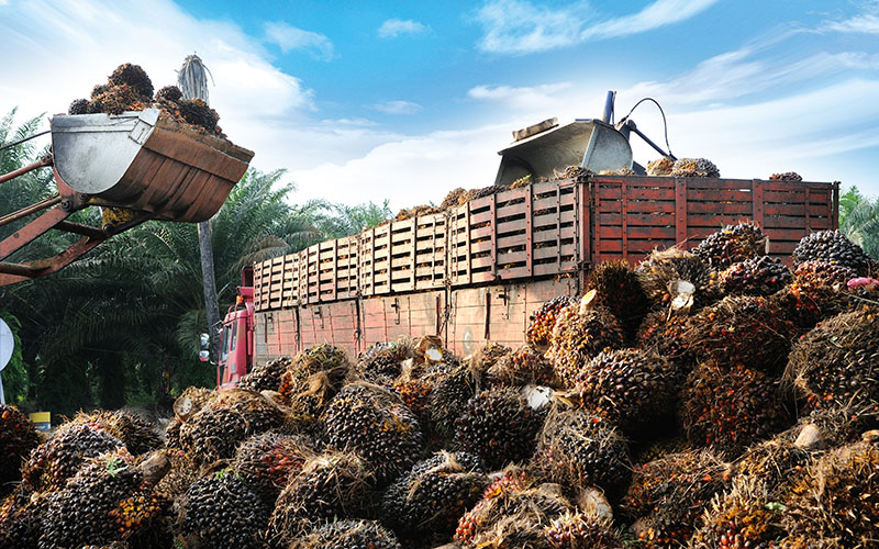 Motor graders filling lorry with palm oil seeds