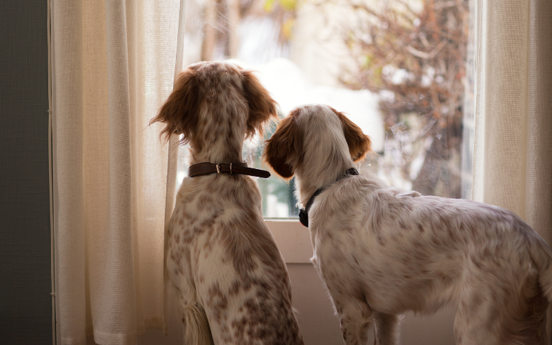 Dogs looking out a window