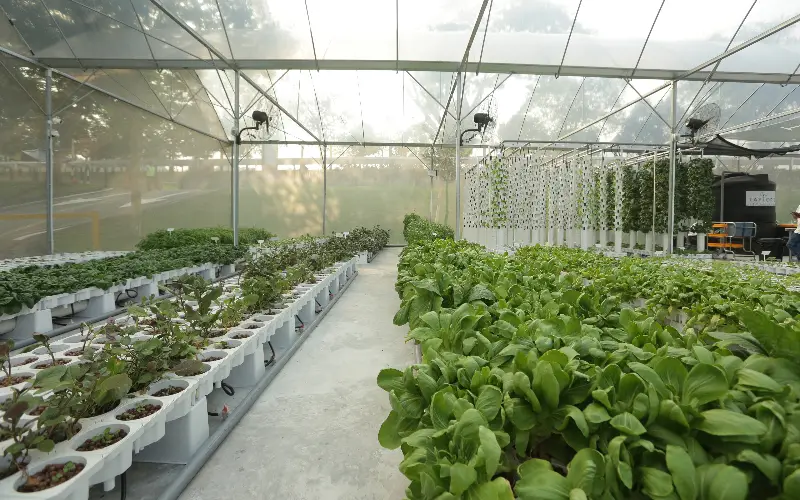 The hydroponic grow beds and vertical tower systems at Taylor’s Urban Farm