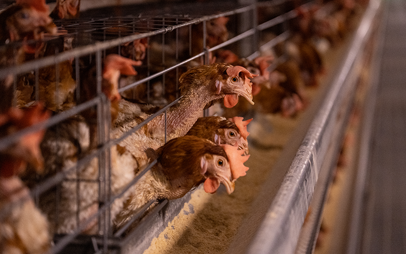 ntelligent breeding farm for laying hens