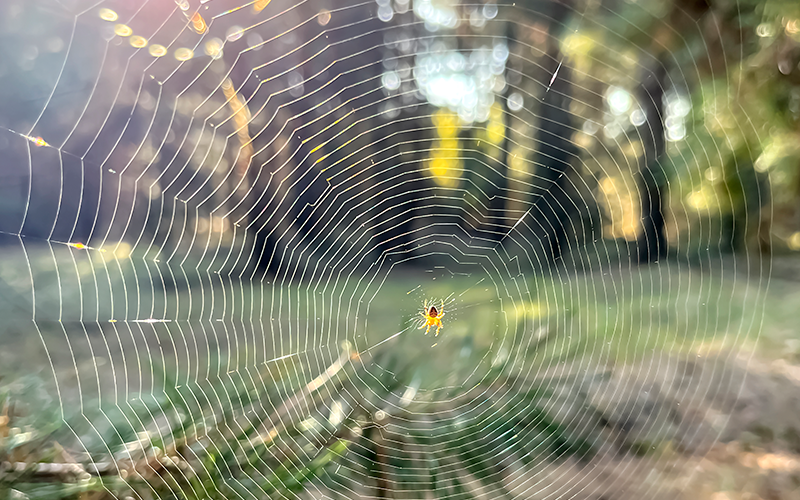 A small spider wove a web in the forest