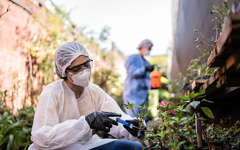 Agronomist applying fertilizer on plants