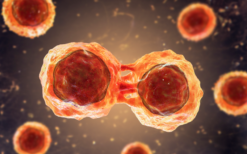 Dividing stem cells, 3D illustration