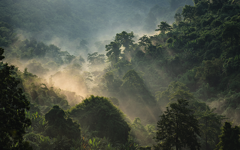 Forest with sunbeams and mist,