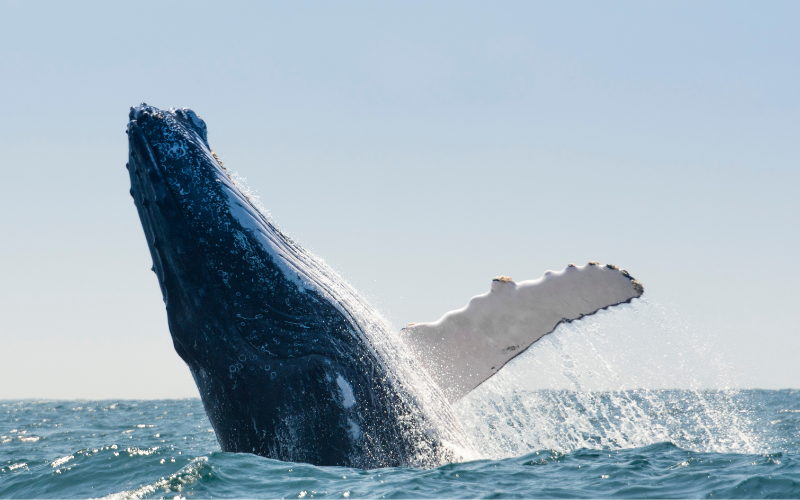 Humpback whale
