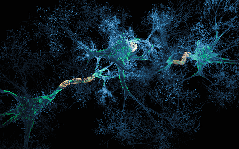 Neuron connection