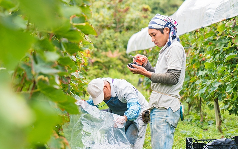 Senior farmer and his grandson working together in their vineyard.