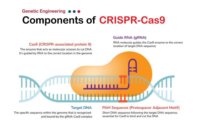 An educational diagram explaining the key components of CRISPR-Cas9