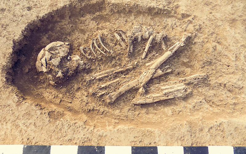 Archaeological excavations man and finds (bones of a skeleton in a human burial)