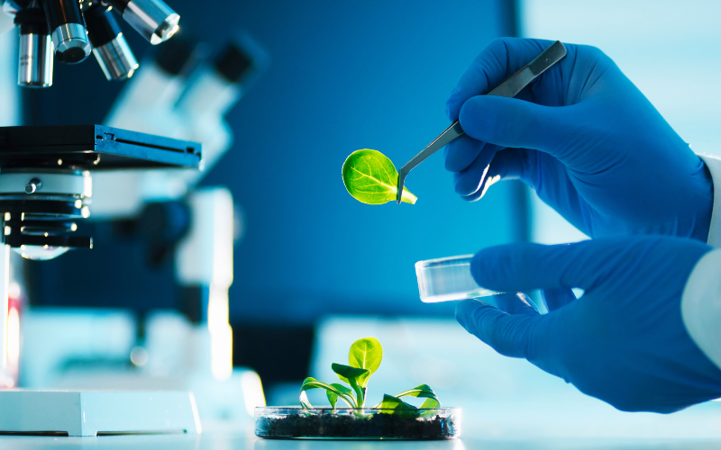 leaf being used in a scientific experiment