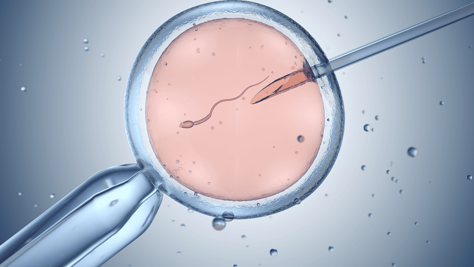 Artificial insemination or in vitro fertilisation