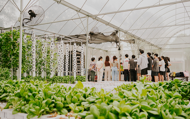 Taylor's Urban Farming
