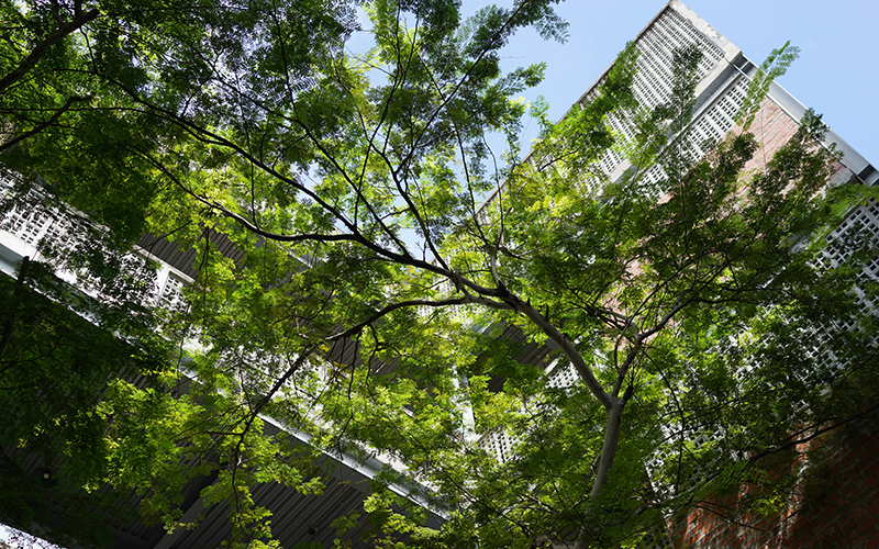 Greenery in the city