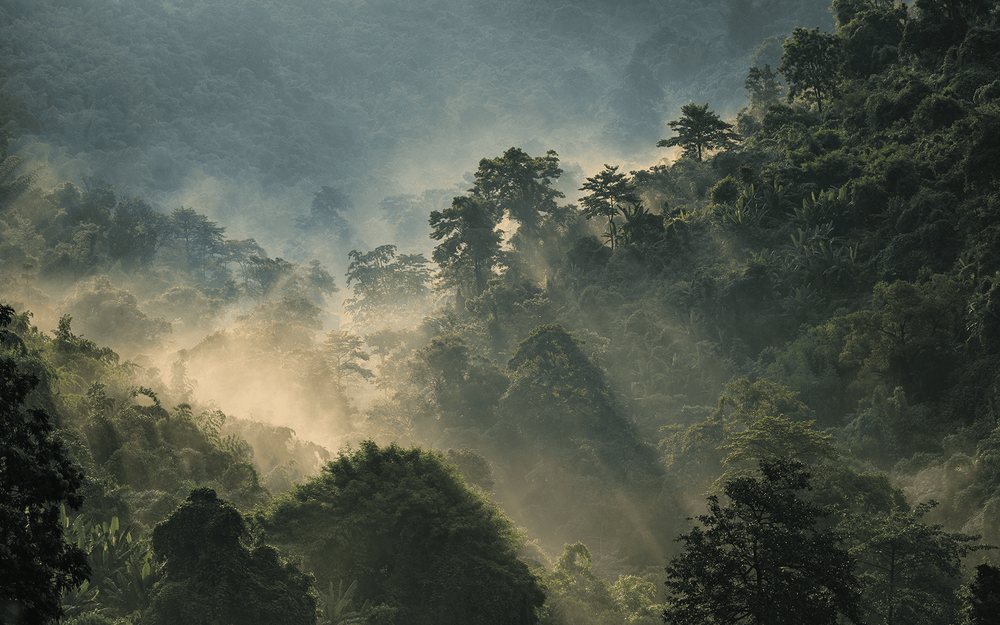 Mist rising over a dense tropical rainforest canopy