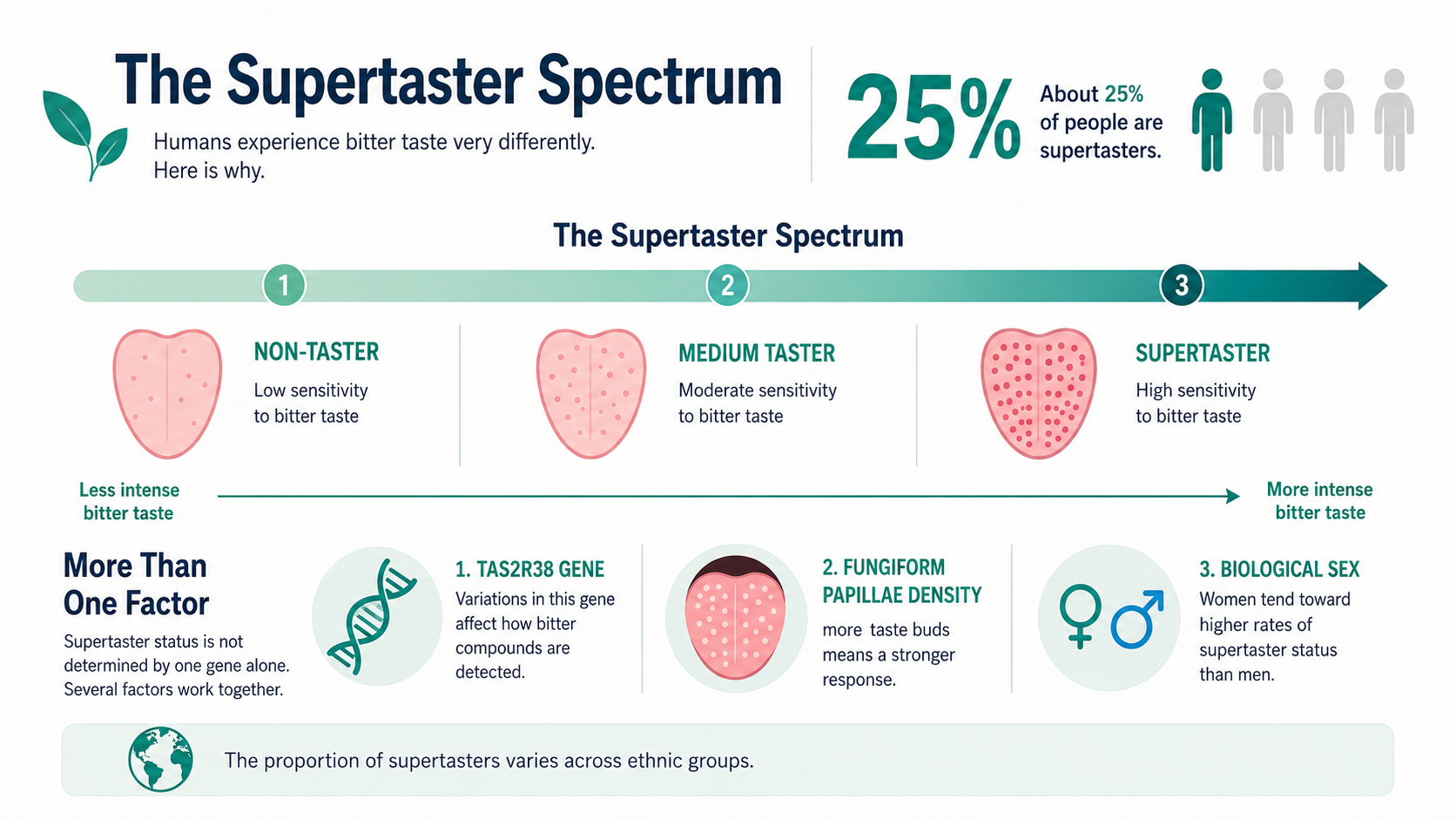 infographic diagram showing the supertaster spectrum