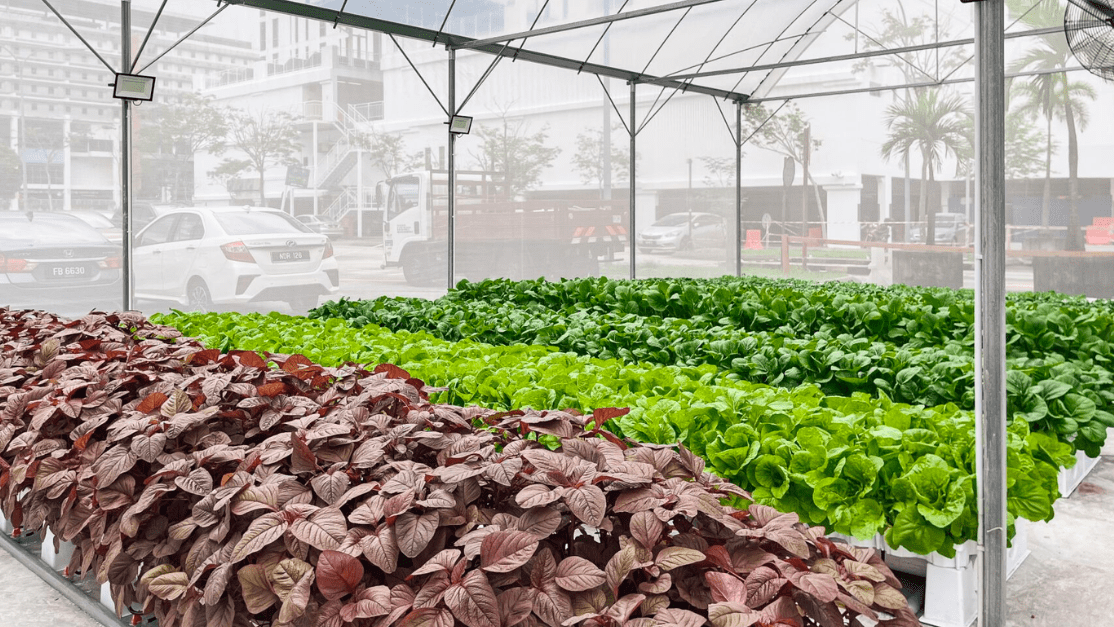 Urban farming at Taylor's University