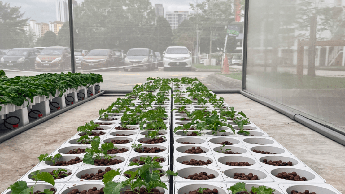 Autopot for Taylor's Urban Farm