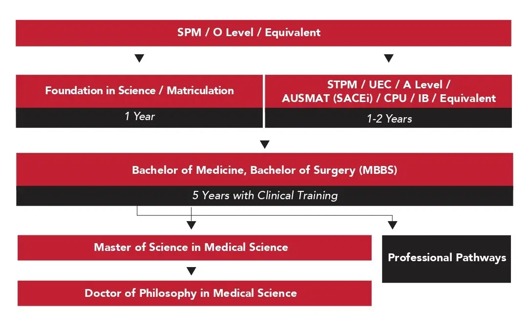 A chart showing the education pathway for Medicine Degree